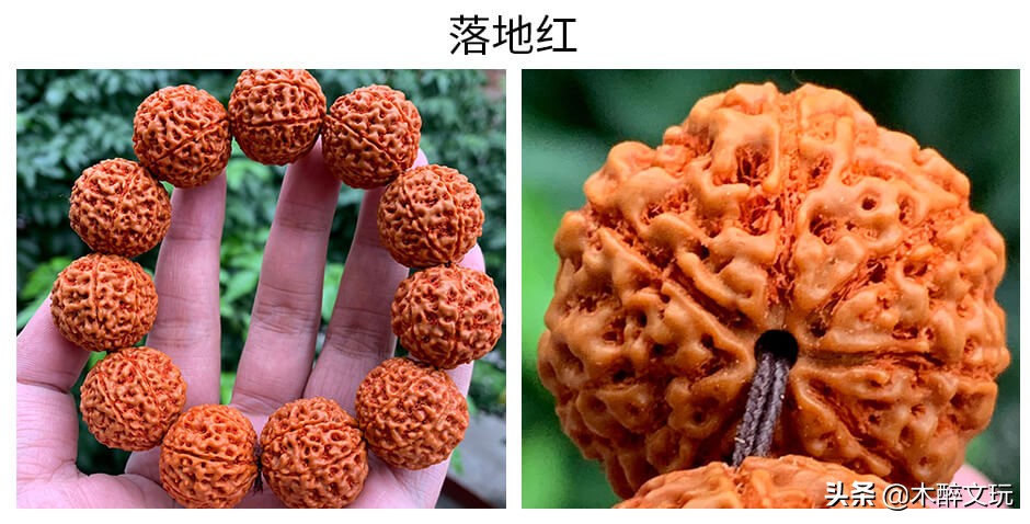 金刚菩提落地红是什么意思,怎么区分落地红和金刚的区别