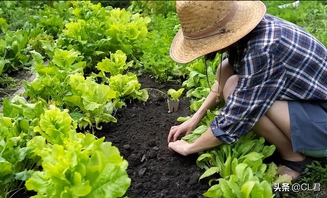 种菜遇见菜青虫，千万别打药，3个小技巧轻松解决，一定要学会