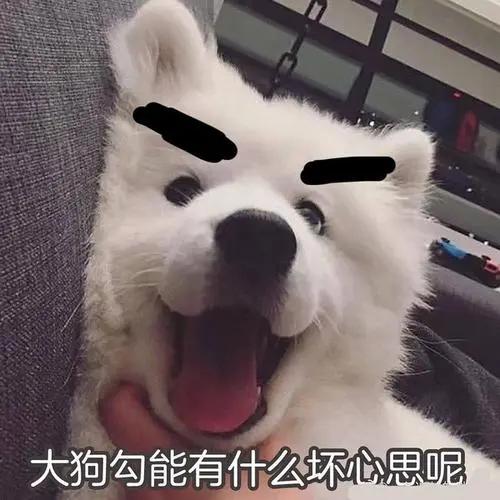 狗狗老是扒拉我怎么回事,狗狗用手老是扒拉主人啥意思