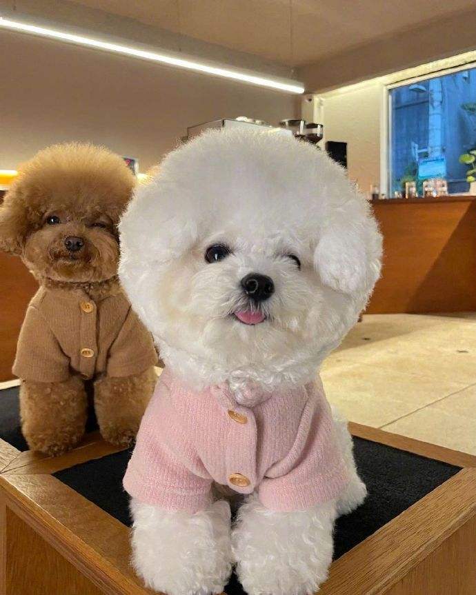 买什么狗最好养又便宜,养狗首选这3种狗既便宜又好养