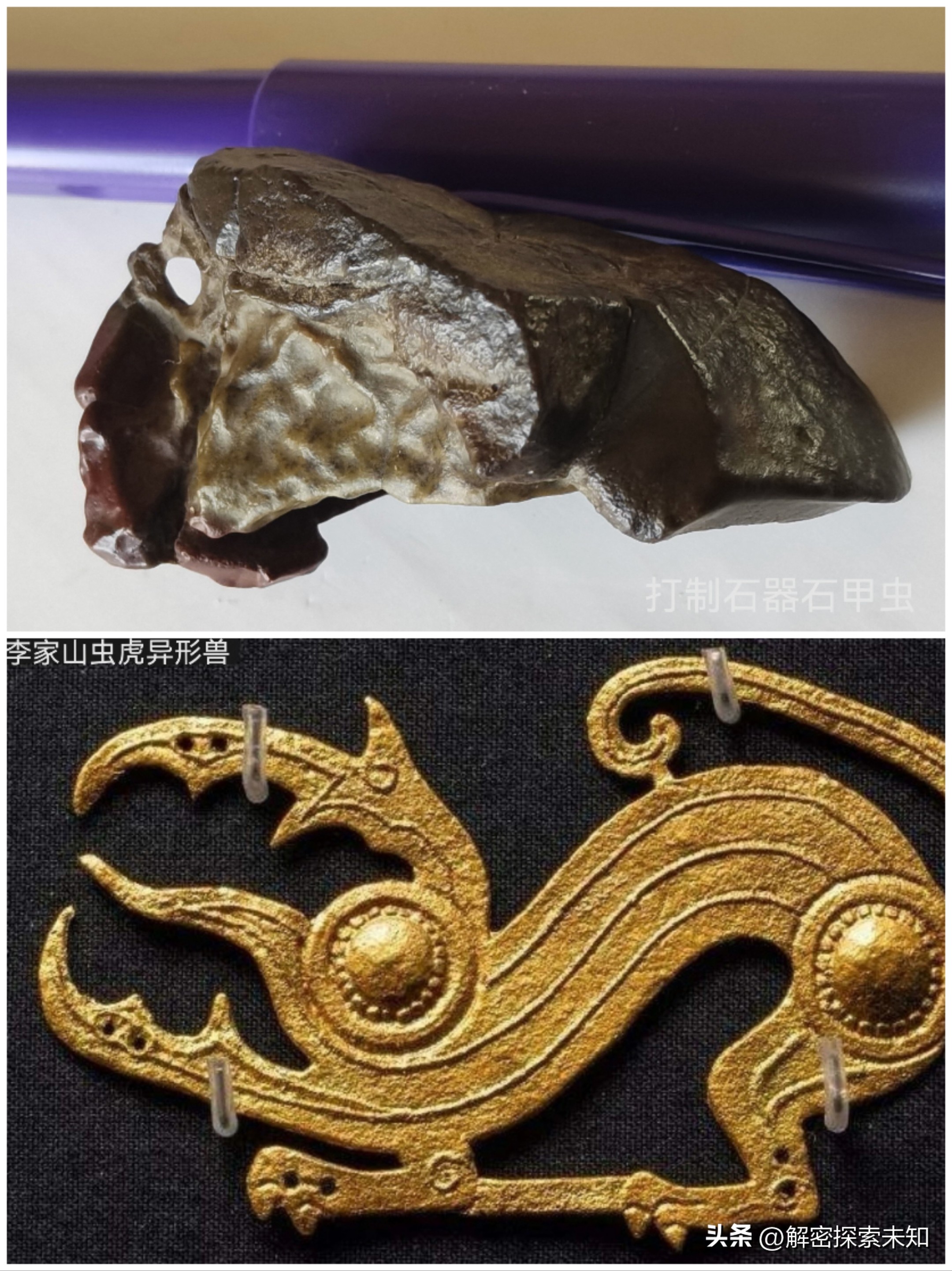 甲虫进化史讲解,甲虫进化史哪些虫真实存在