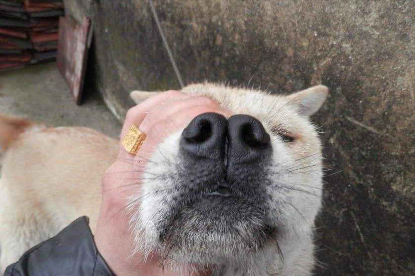 挑狗的诀窍,挑狗五大秘诀