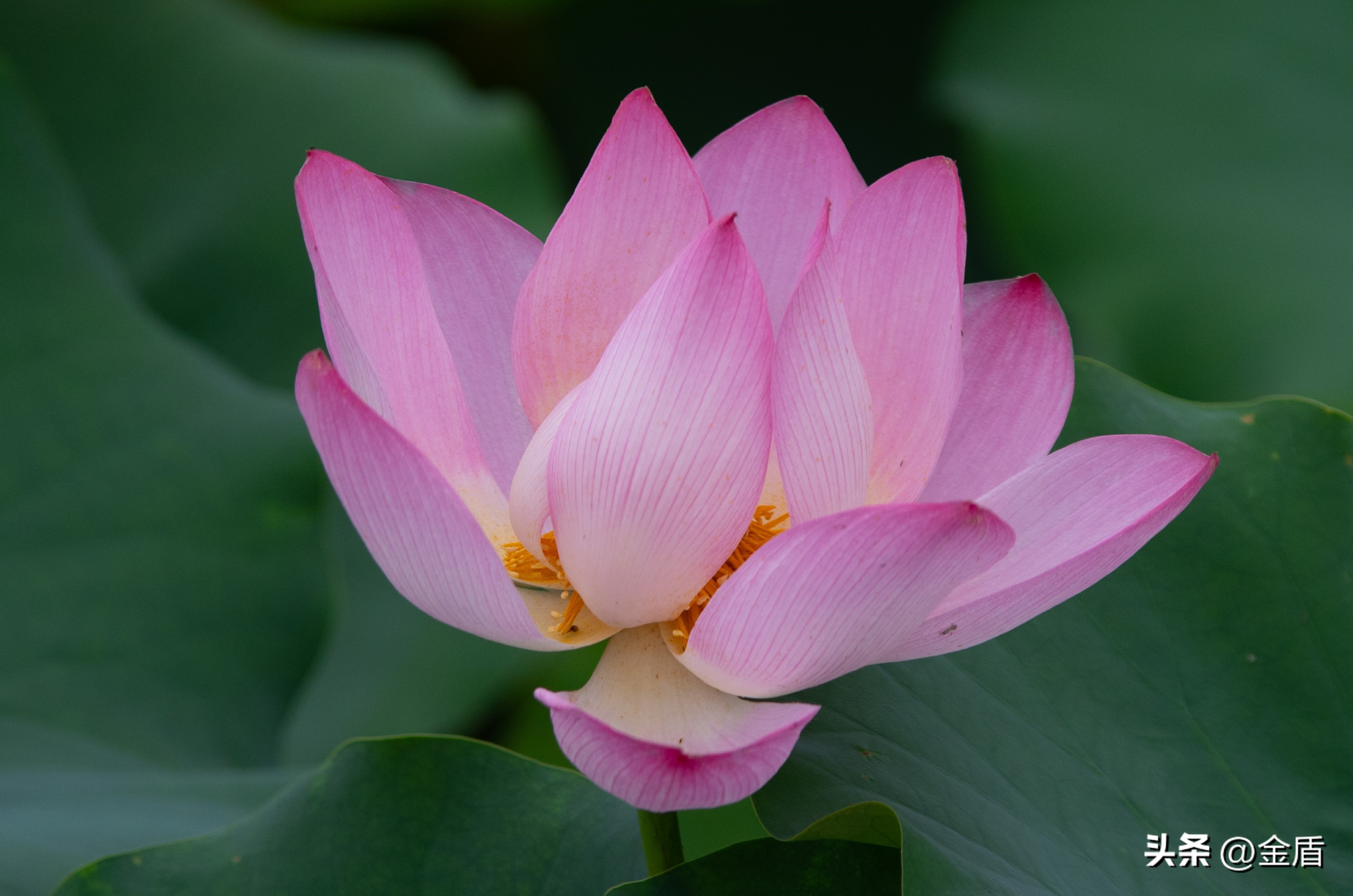 荷花中的隐藏的精神,荷花具有什么样的品格和志向