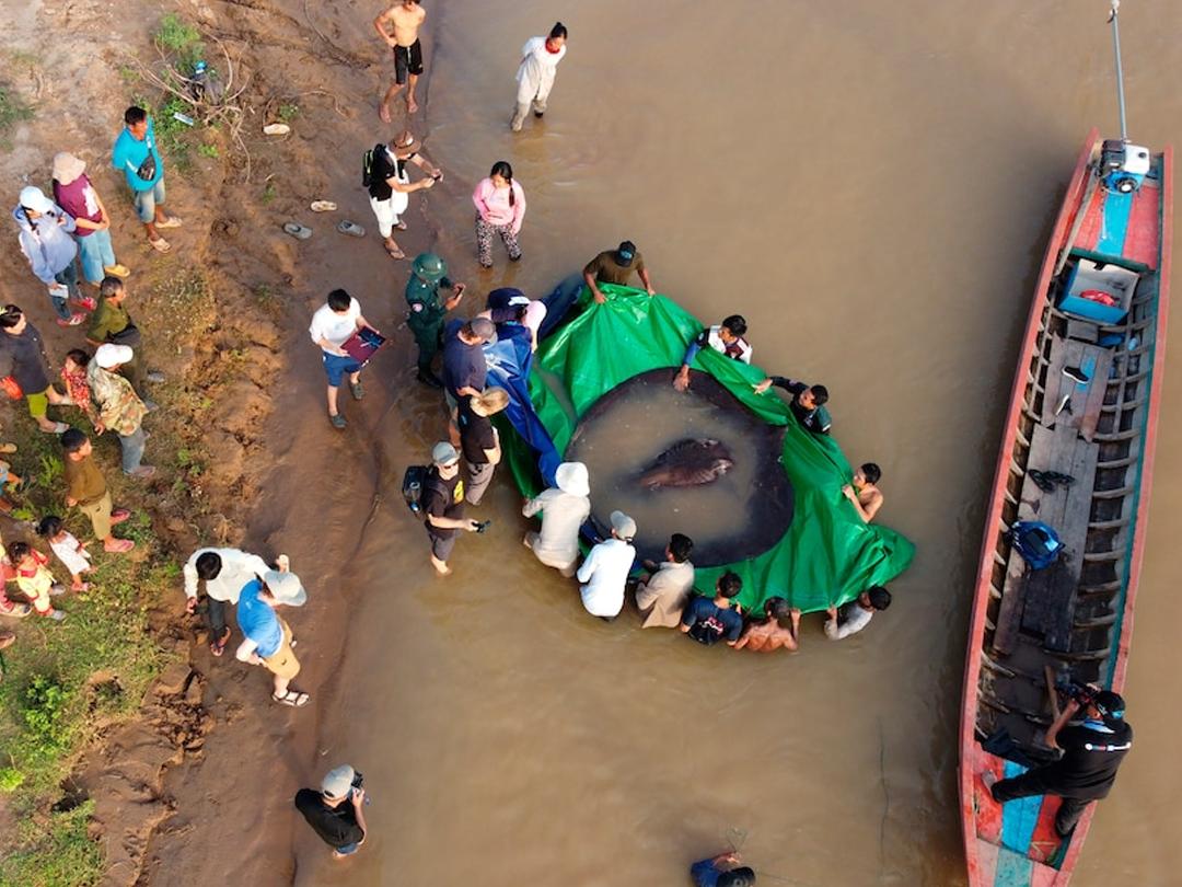 世界上有记录最大的淡水鱼,世界上目前发现最大的淡水鱼