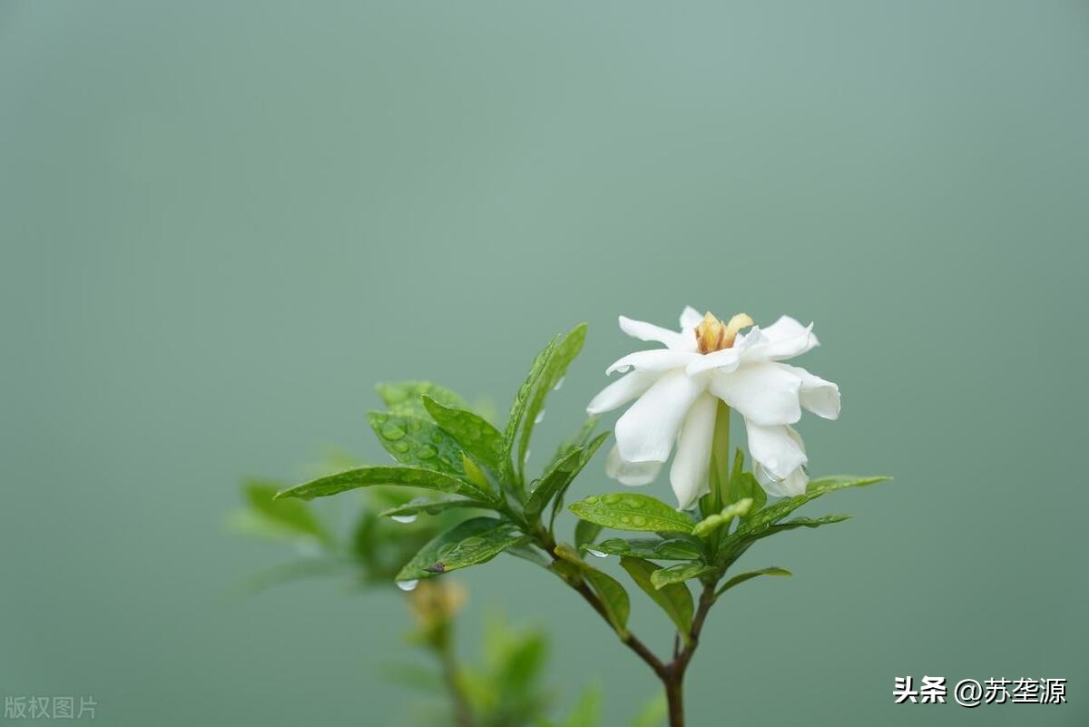 花的故事：一个明末时期，关于栀子花的故事