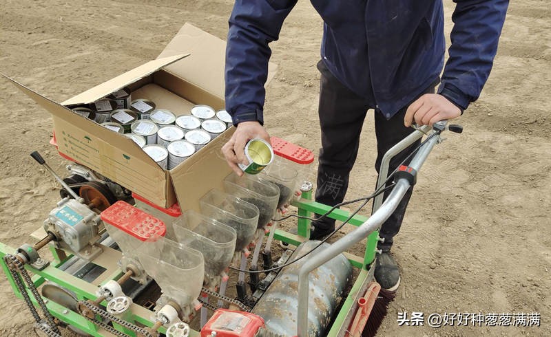 大葱种子怎么样,大葱种子和小葱种子的区别