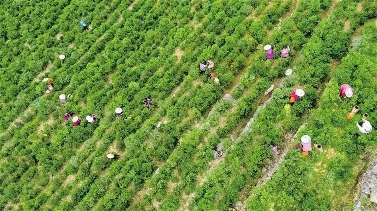 周劼喝二十万一斤的茶,南昌周劼白毫银针