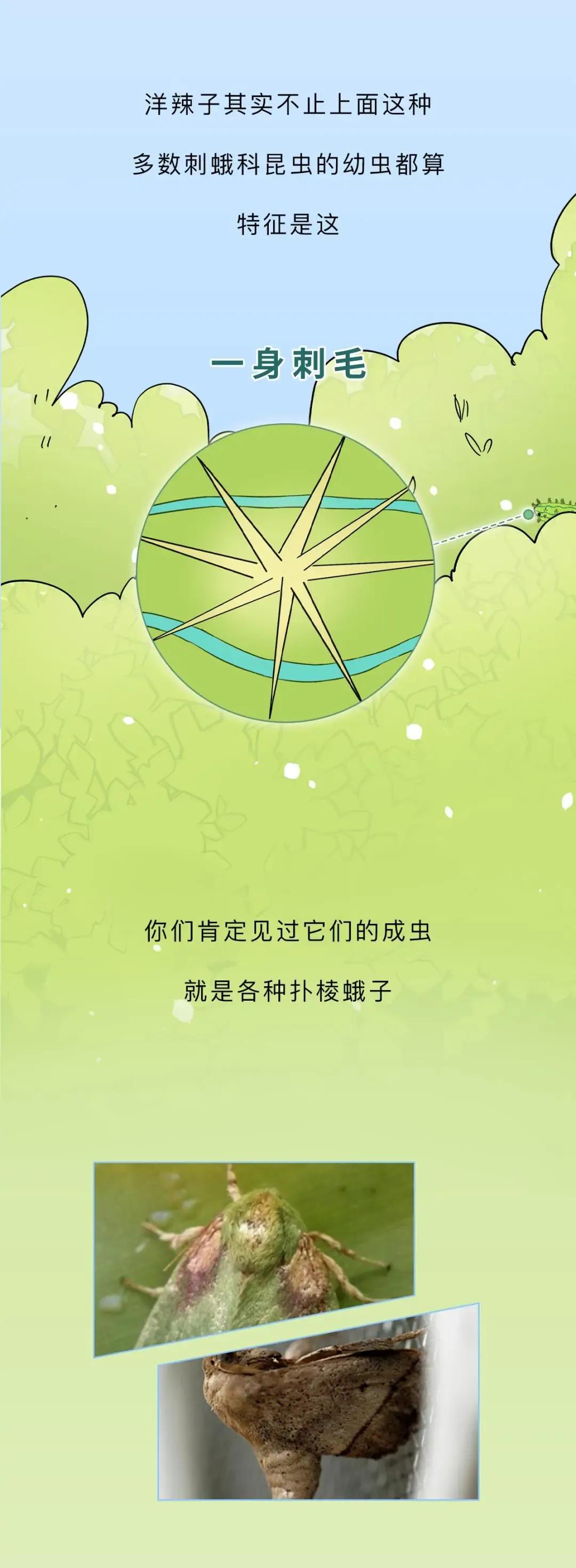 最近看到这些虫子，不要随便拍，建议提前了解（漫画讲解）