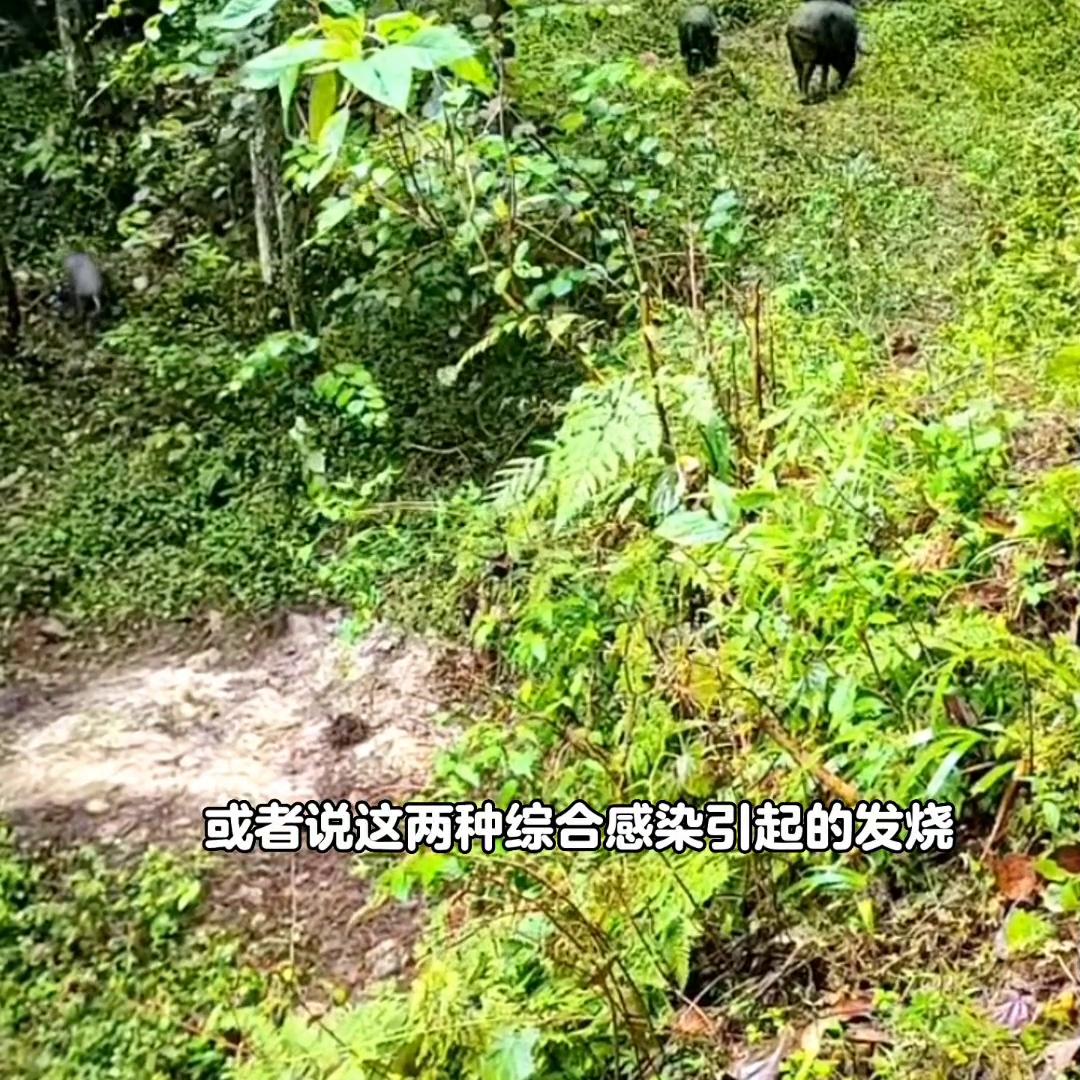 猪产后十五天反复发烧喘怎么办,猪反复发烧是什么原因引起的