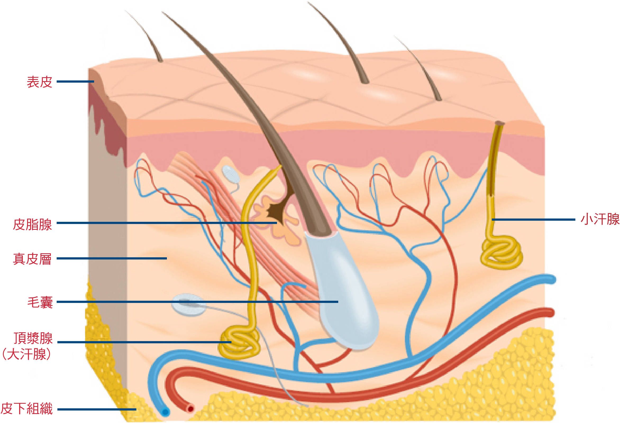 人类全身褪去毛发后，为什么只留下头发、阴毛和腋毛？