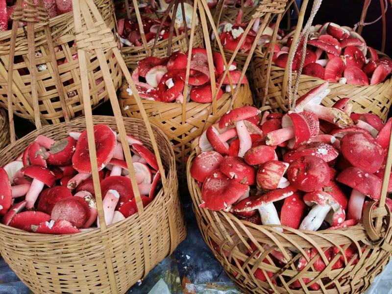 云南红菇好吃吗,云南山野红菇
