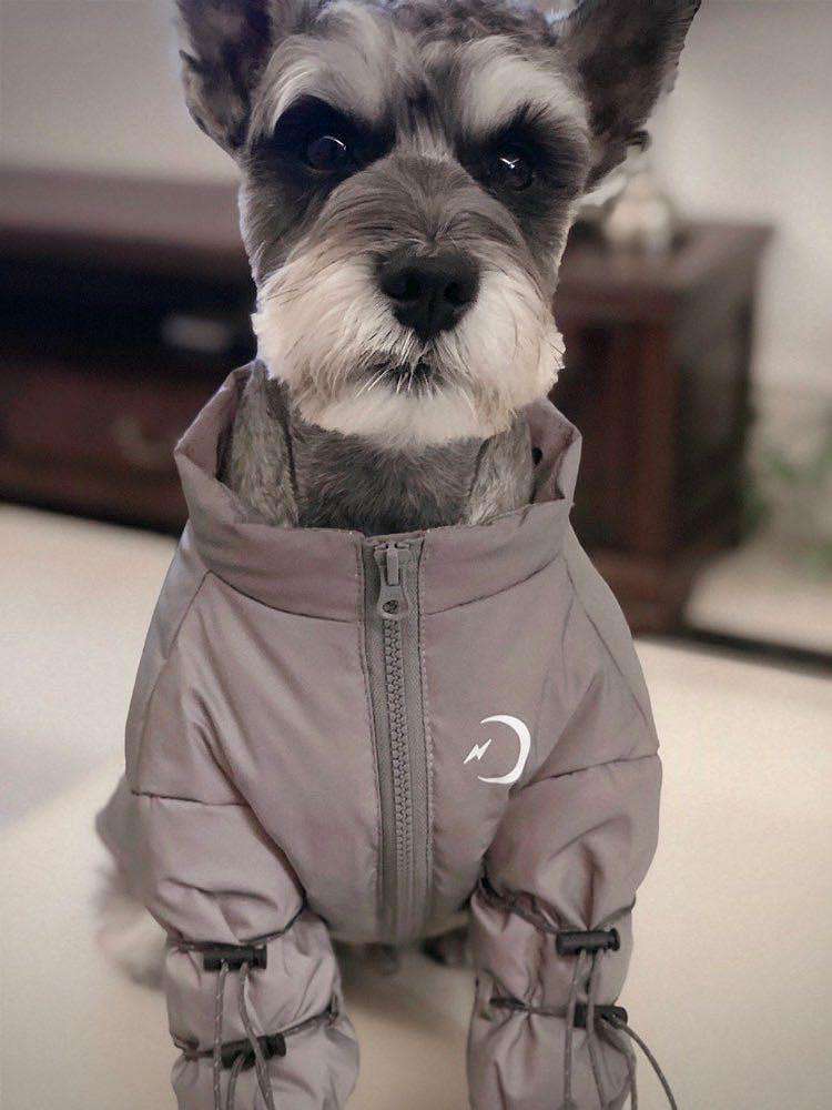 十二星座最像什么狗狗,12星座命中注定的狗狗