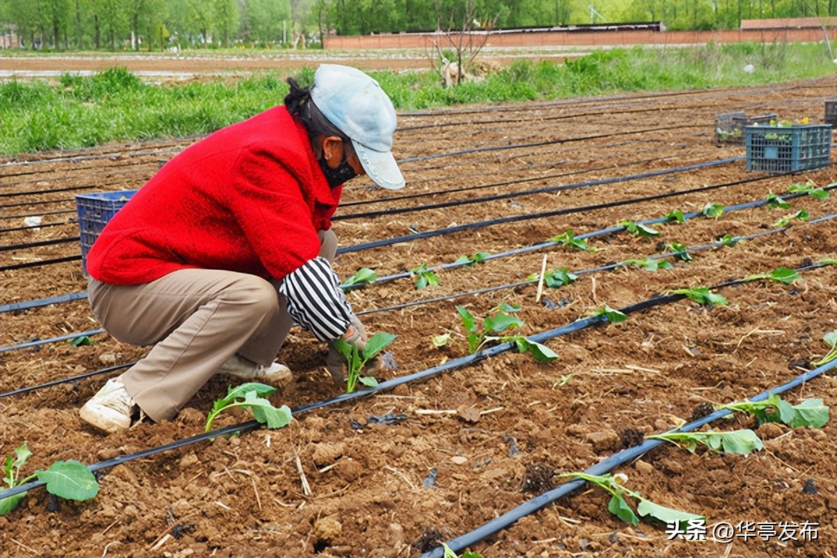 西兰花变身致富花,华亭油菜花