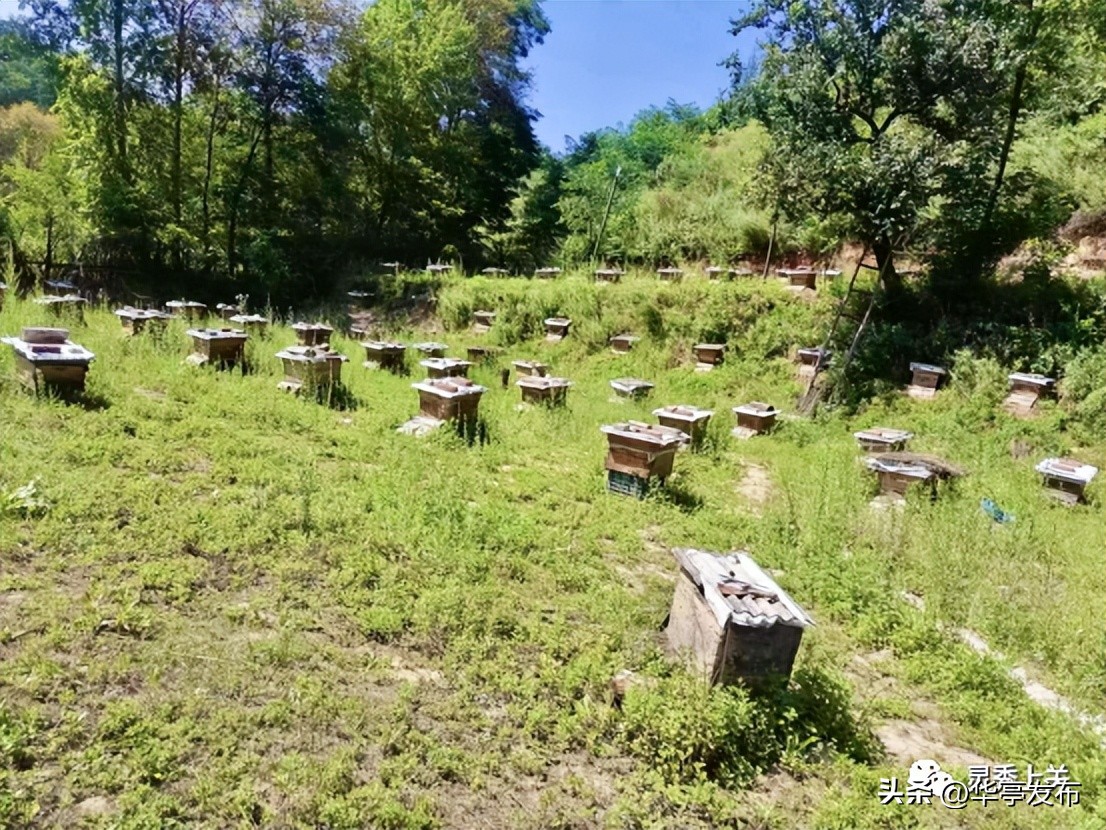 华亭上关镇：五月槐花香蜜蜂采蜜忙