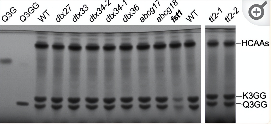NPF2.8促进因子对拟南芥花粉表面黄酮醇糖苷积累作用的研究