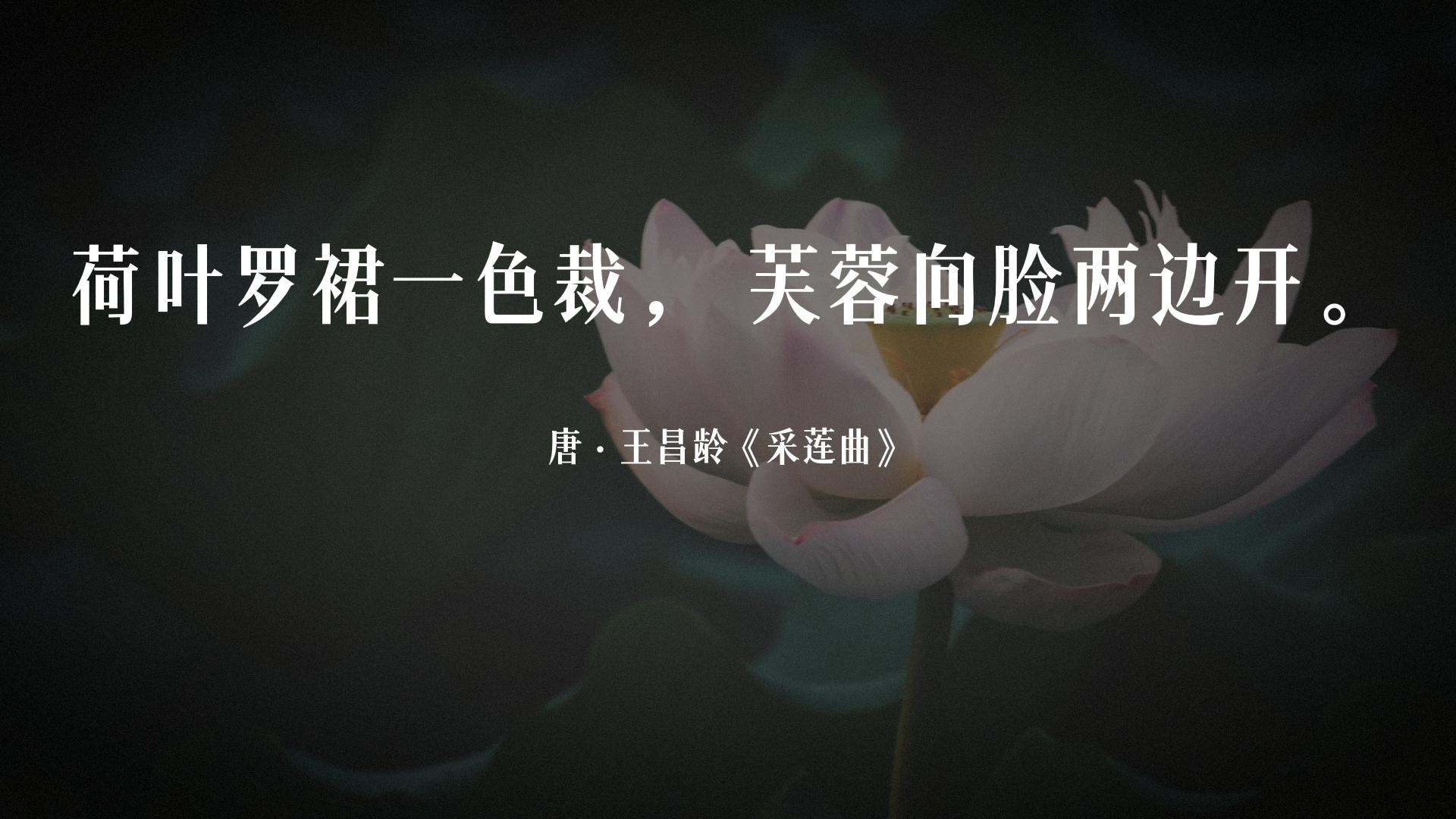 古诗词经典唯美名句关于荷花的,夏天赏荷花的唯美诗句大全