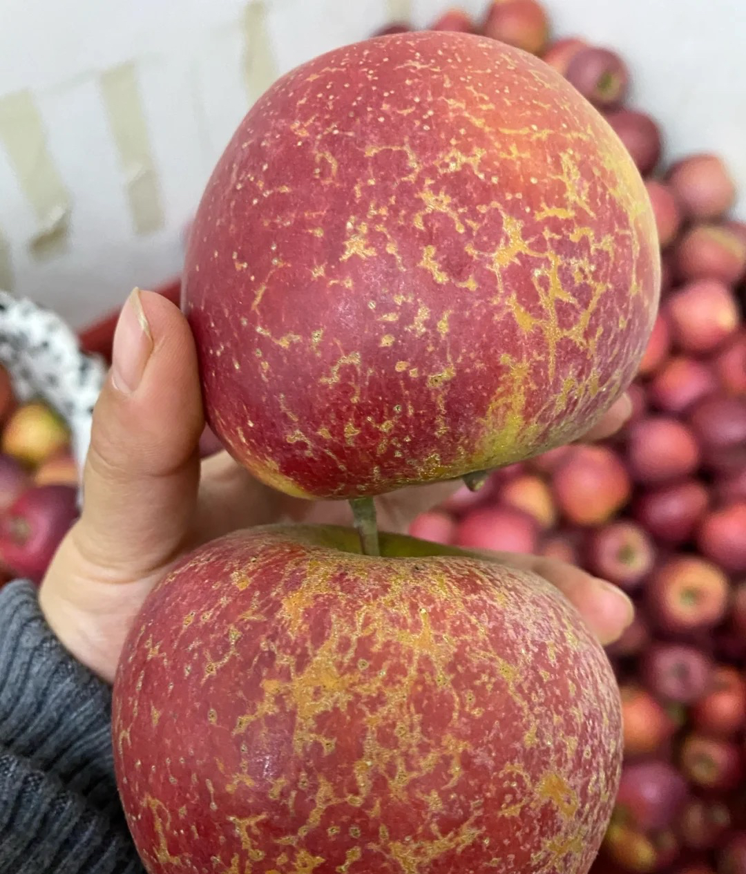 怎么辨别苹果产地,苹果的产地如何分辨