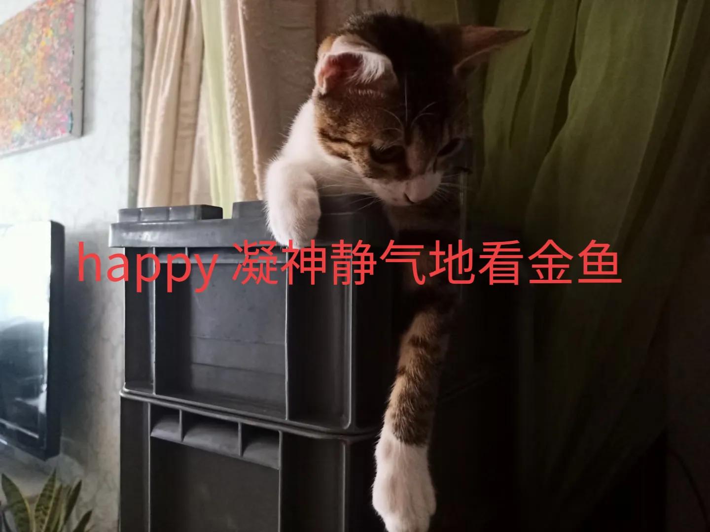 happy鎴戠殑濂冲鎻掓洸,浣爃appy鎴戜篃happy