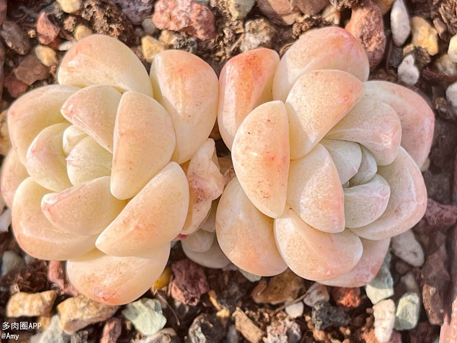 冬季遇上这些冻害不要怕，教你几个小妙招~一个字：稳