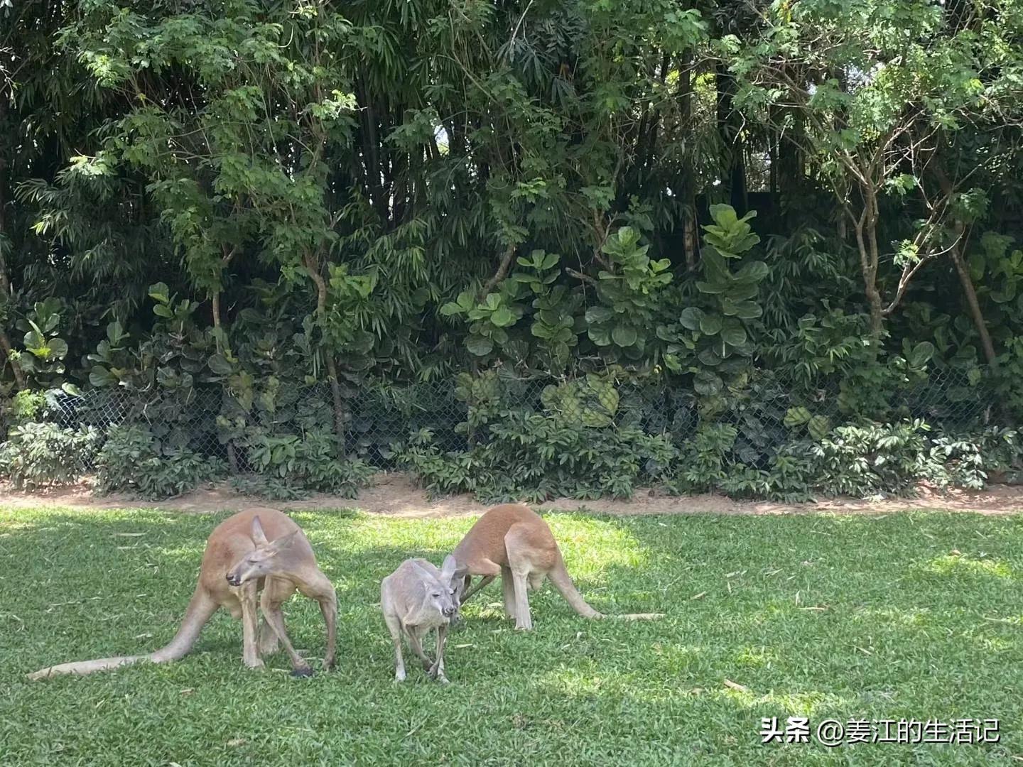 广州长隆野生动物园最好攻略,最近广州长隆野生动物园攻略