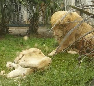 谁懂啊！回南天的养狗人家，惨过住鸡圈！pang臭！