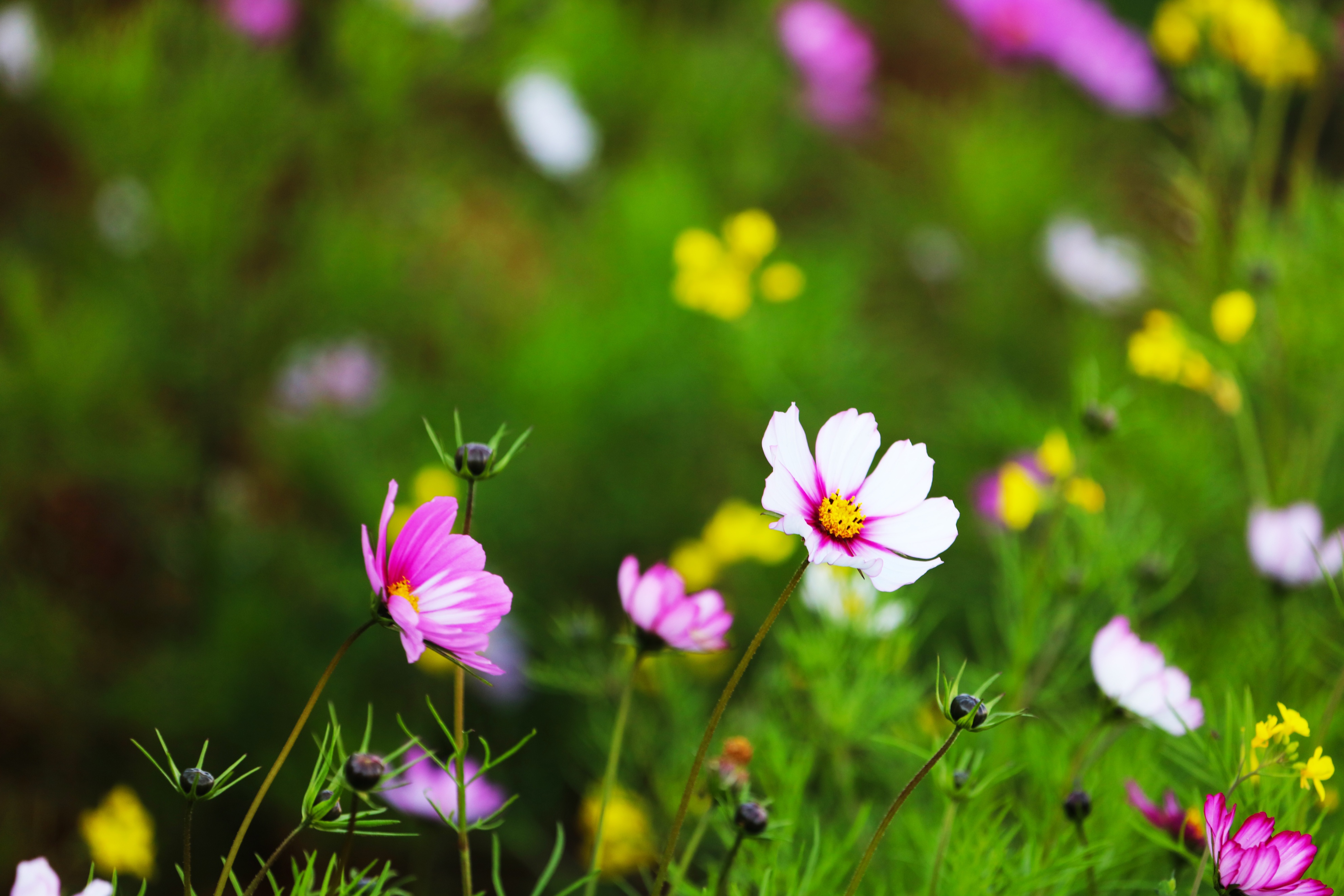 最美五四青年节的图片,五四青年节祝福动图表情