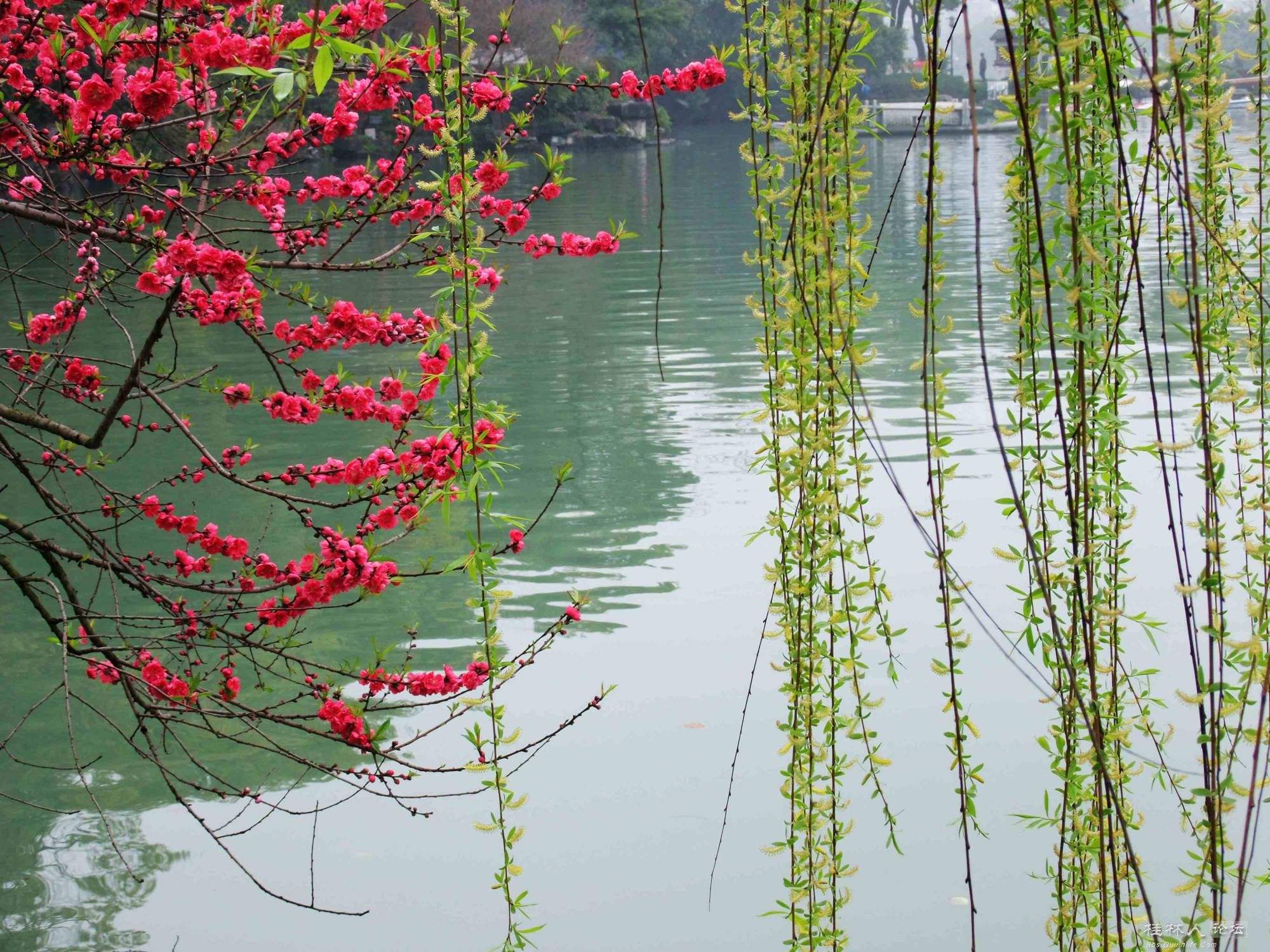 古今有名的十五首咏柳诗词,描写春柳的古诗有哪些