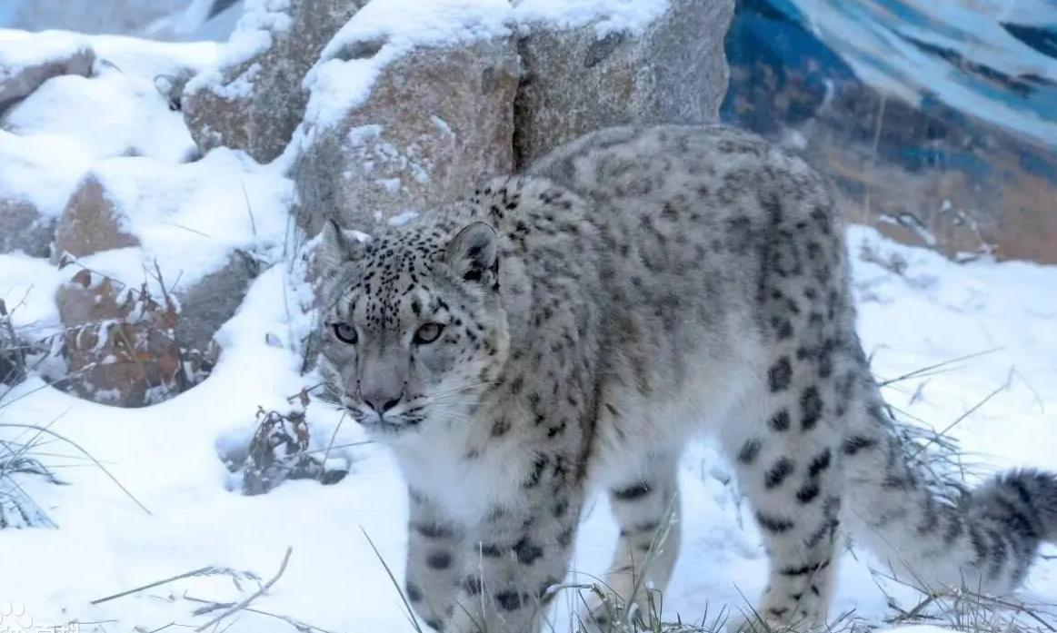 北京奥运会五个吉祥物代表的动物,北京奥运吉祥物代表动物