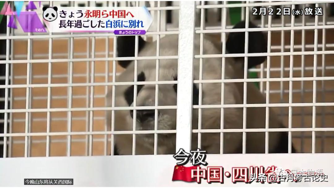 旅日大熊猫回国日本人反应,四只旅日大熊猫陆续归国
