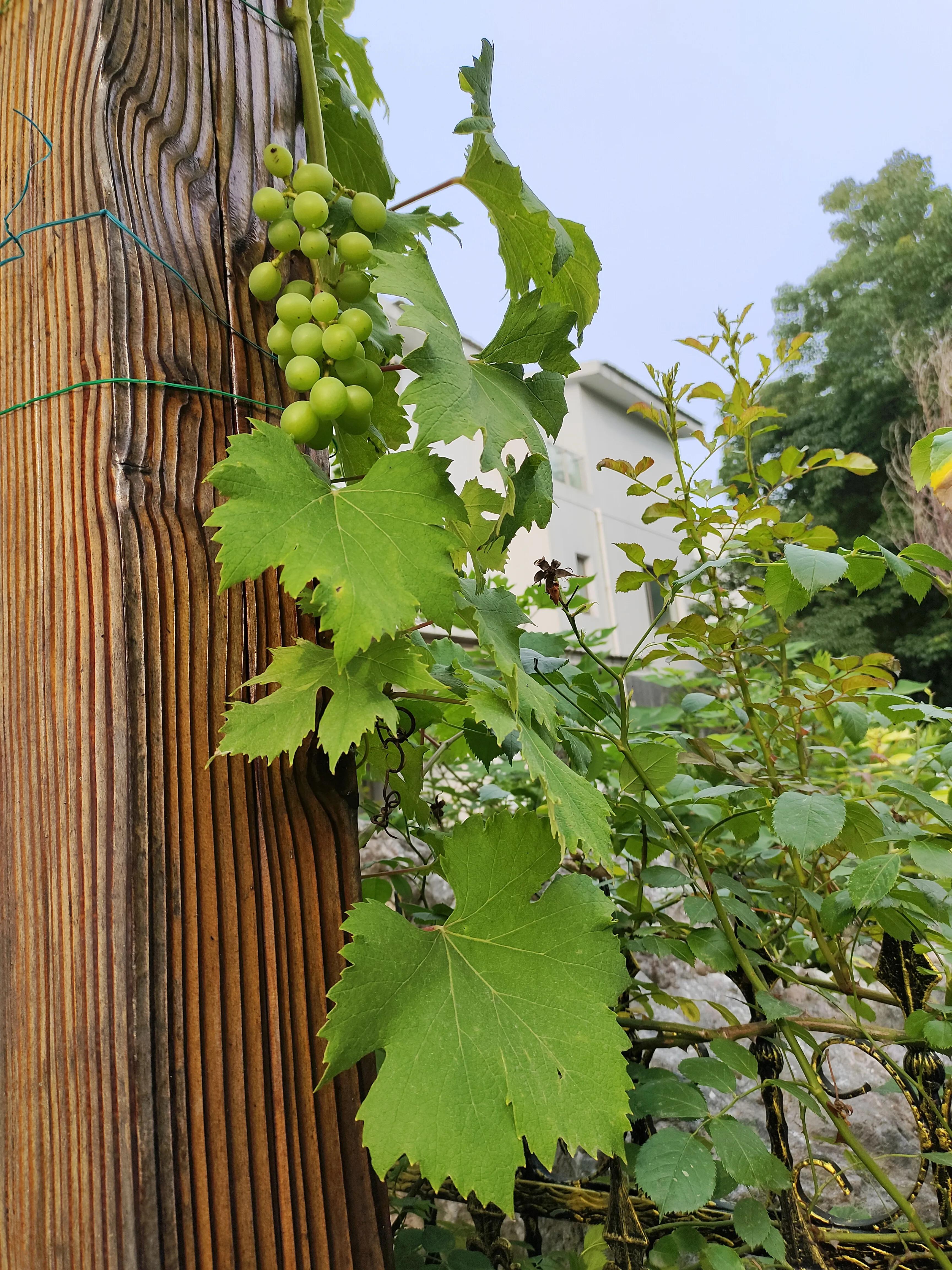 夏天，荷叶，葡萄，草坪，园子里的清凉搭配