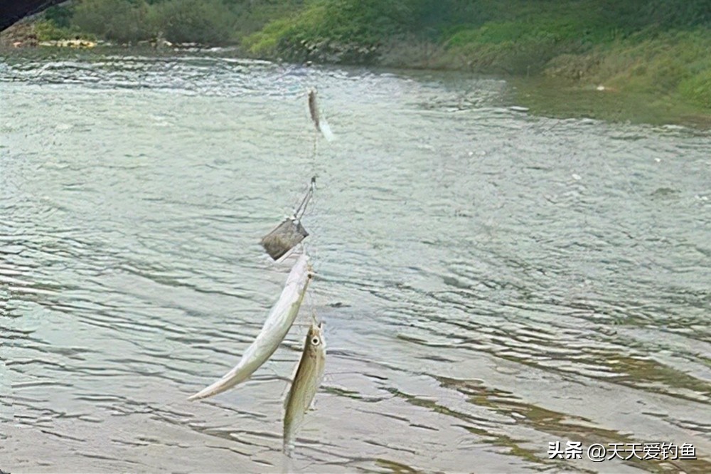 水库夏季白条鱼怎么钓,夏季野钓大白条技巧