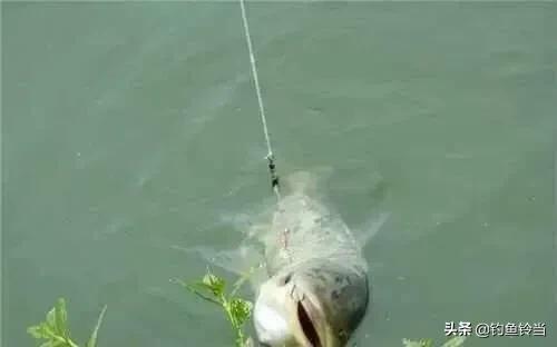 十年禁渔最大鱼多大,长江经过十年禁渔好鱼将会有多少