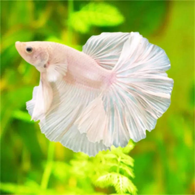 无纹蓝斗鱼怎么养,奇怪姿势的斗鱼