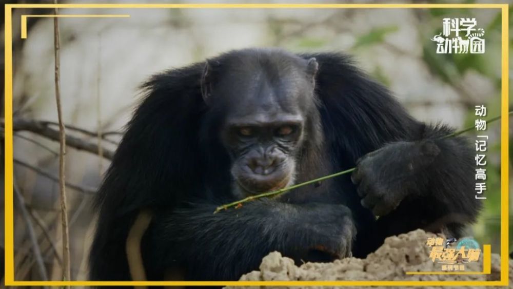 猩猩新石器时代,现在猩猩能进化成人类吗