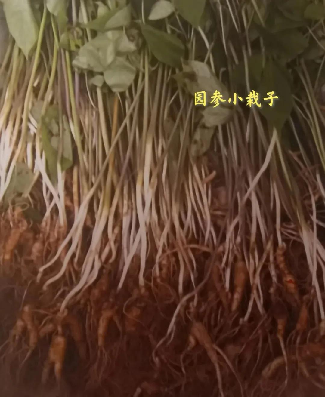 林下参觅货是什么意思,林下参的籽货与蜜货的怎么辨别