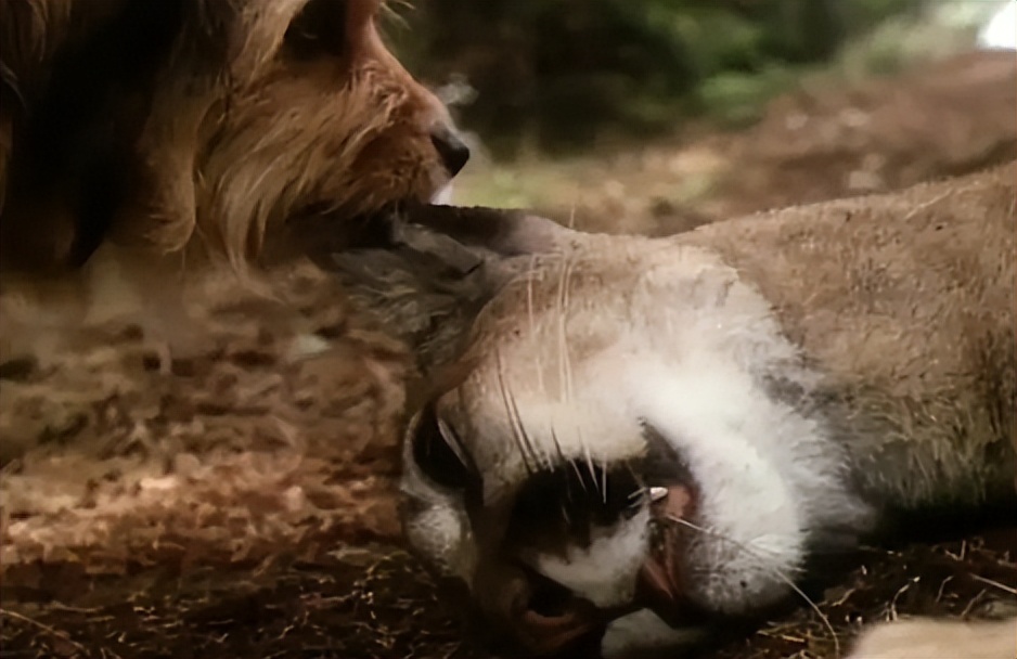电影丛林赤子心影评,电影中的丛林赤子心