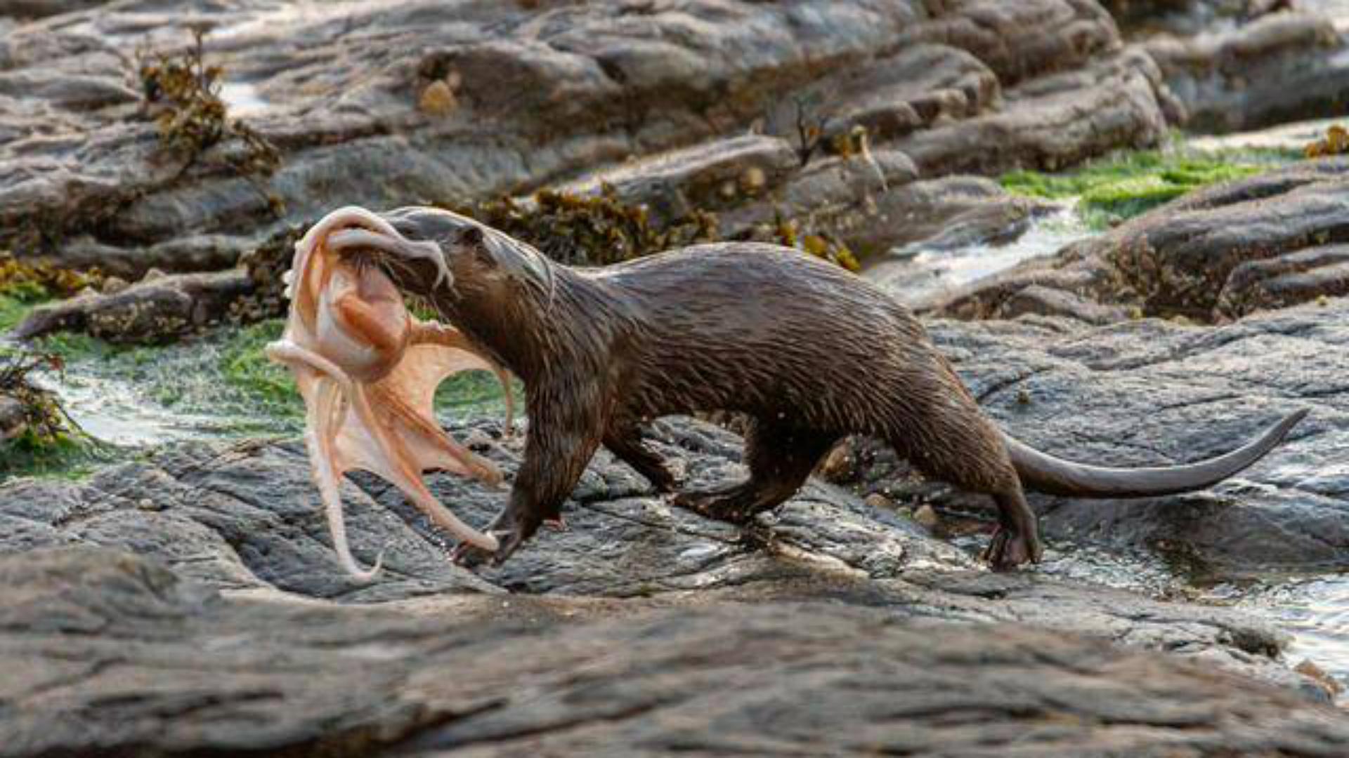 勤能补拙动物,勤能补拙比喻哪个生肖