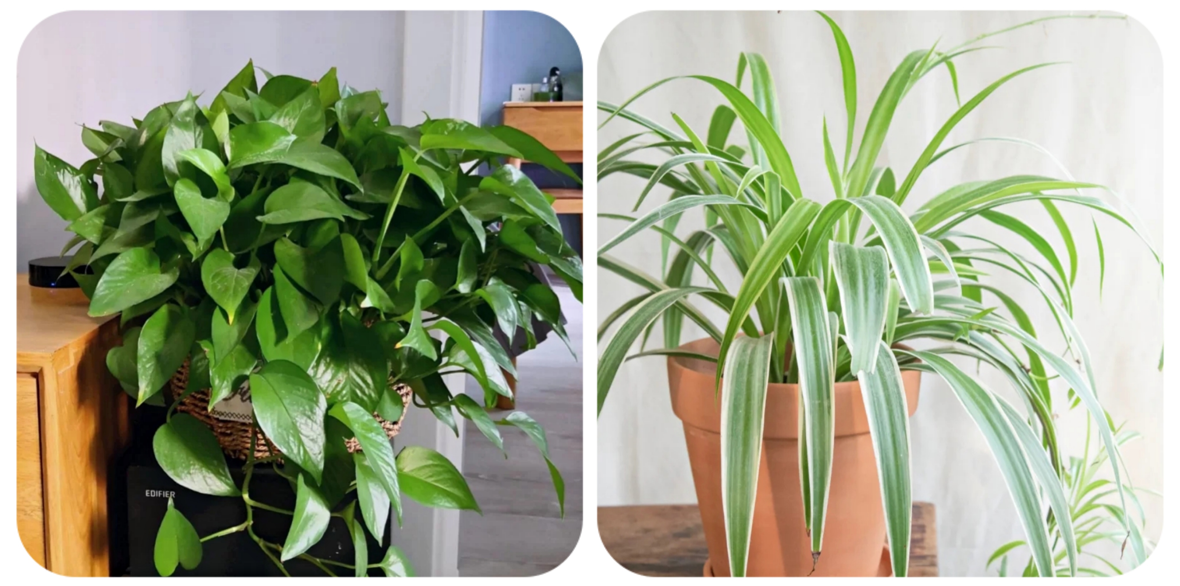 阳台上可以种什么蔬果,阳台上适合种的蔬果