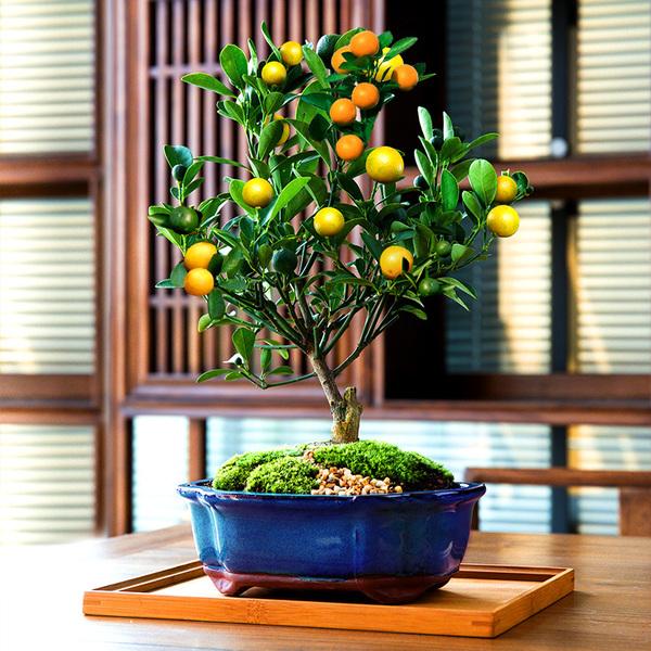 什么花寓意发财好运吉祥,寓意平安招财鸿运的干花