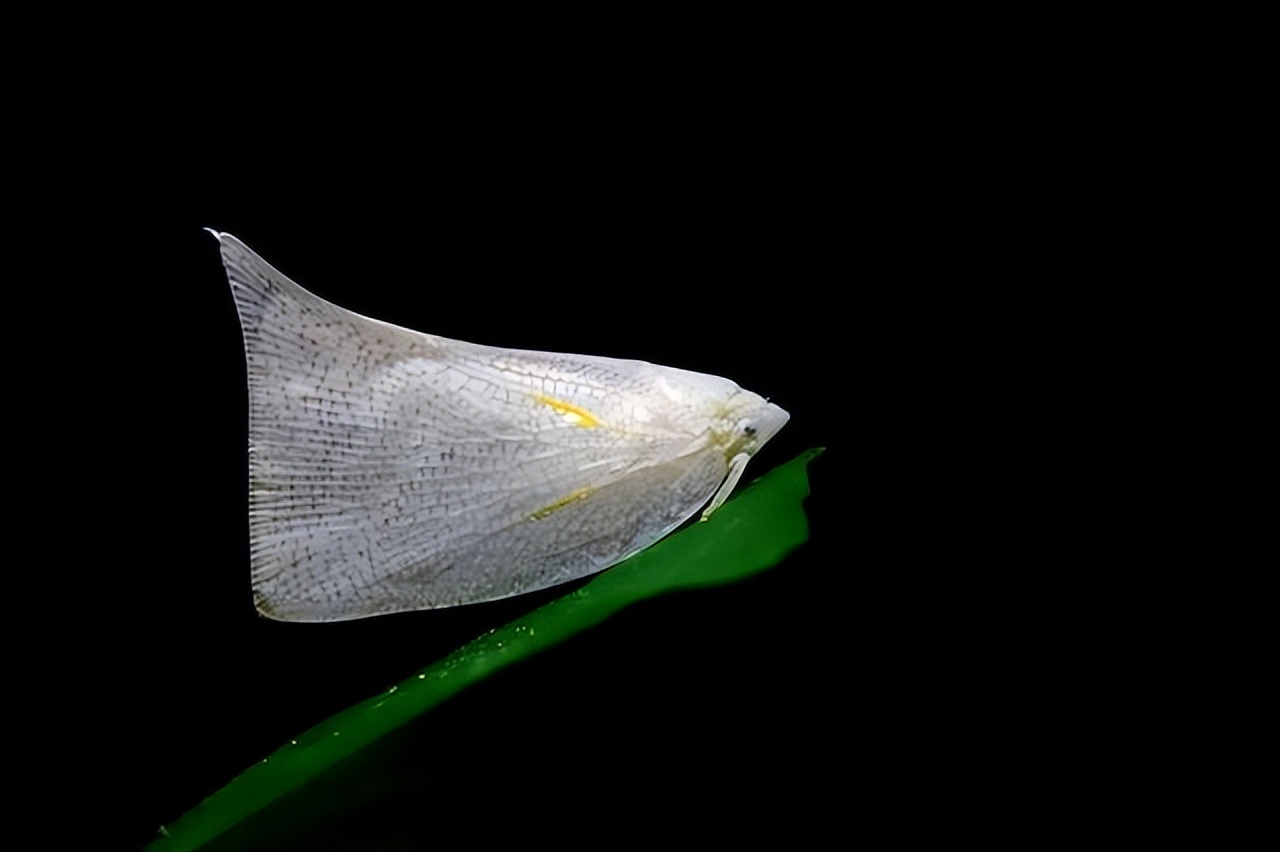 丛林探险美食大全,真正的丛林美食有哪些