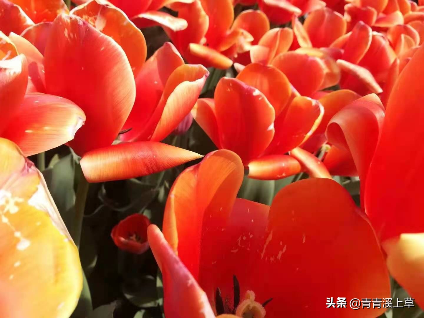 开封天波杨府最新视频,开封天波杨府表演时间