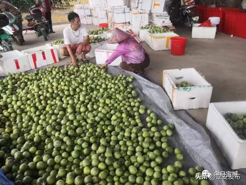 大力发展百香果产业助推乡村振兴,百香果产业发展项目