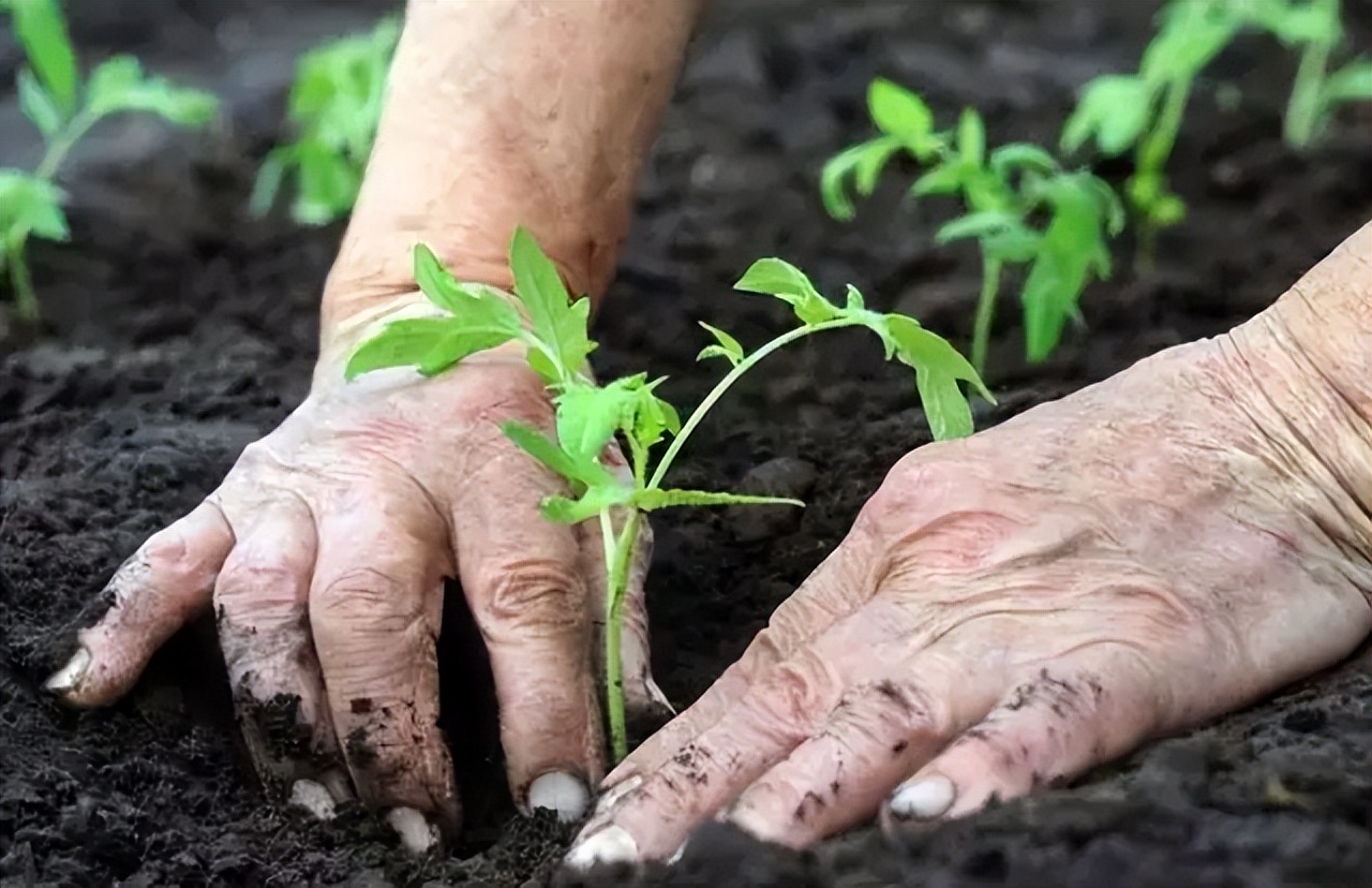 当前农产品市场存在的最大问题,农产品上行出路在哪里
