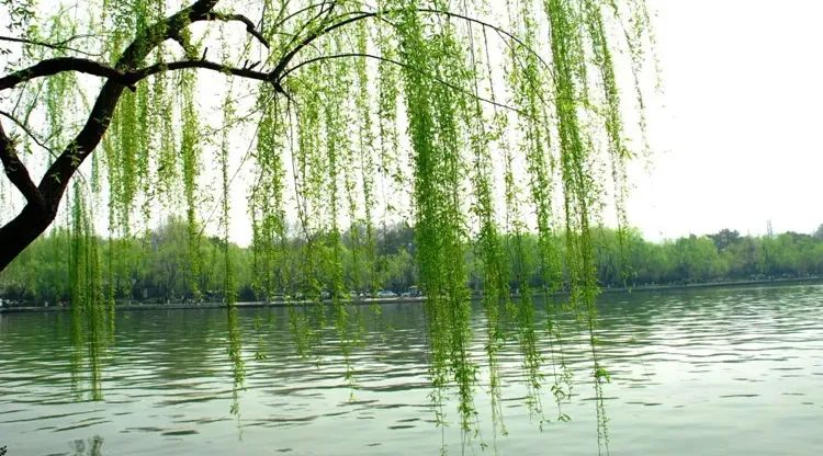 中国最能代表福气的植物,中国十大吉祥植物排行榜