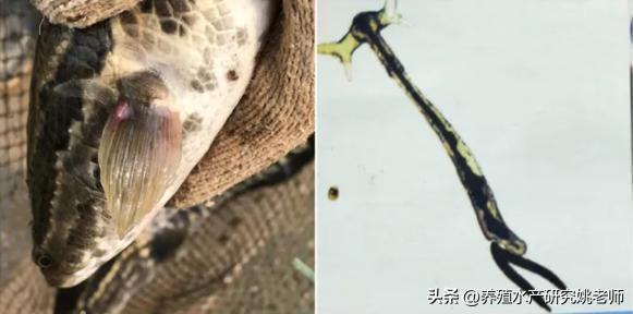 大黑鱼死了小黑鱼还能活吗,黑鱼换水之后有死的鱼怎么回事