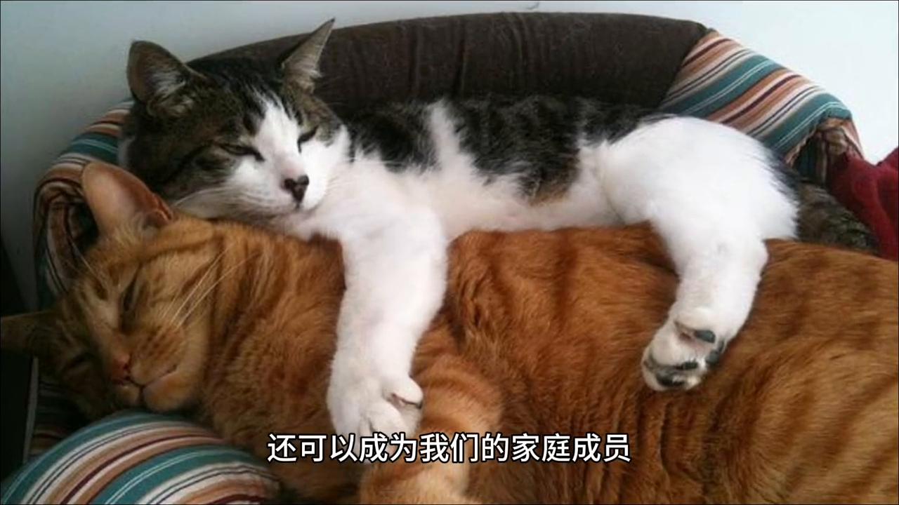 猫咪主粮搭配,猫咪主粮肉