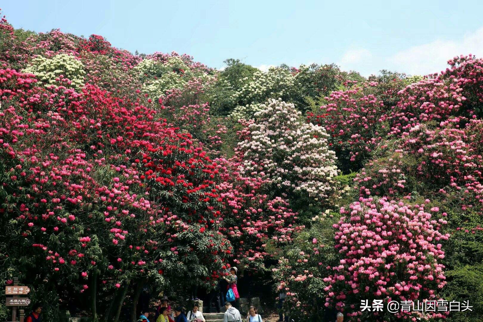 马缨花种子多少钱一斤,马缨杜鹃价值