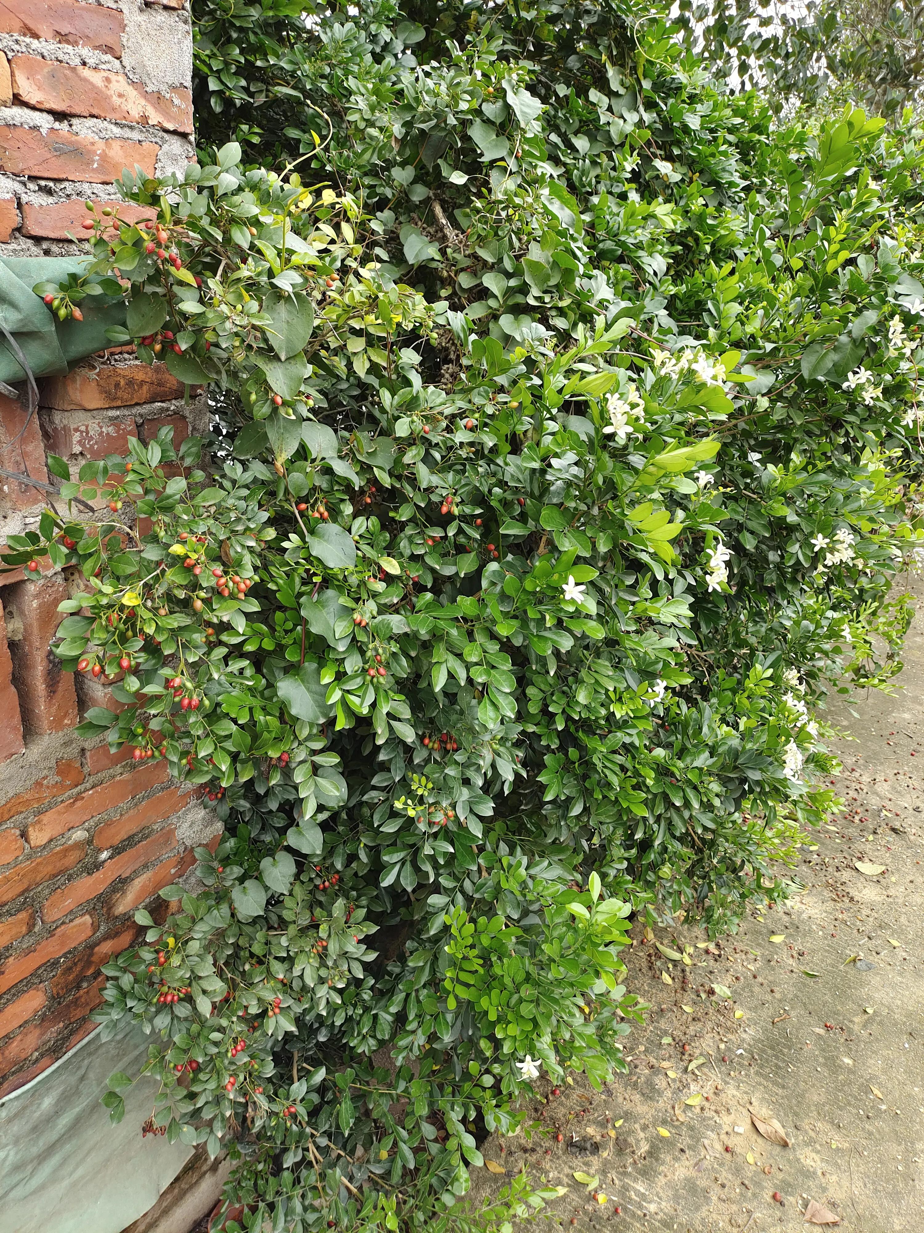 咋样能让九里香开很多花,九里香养多长时间才能开花