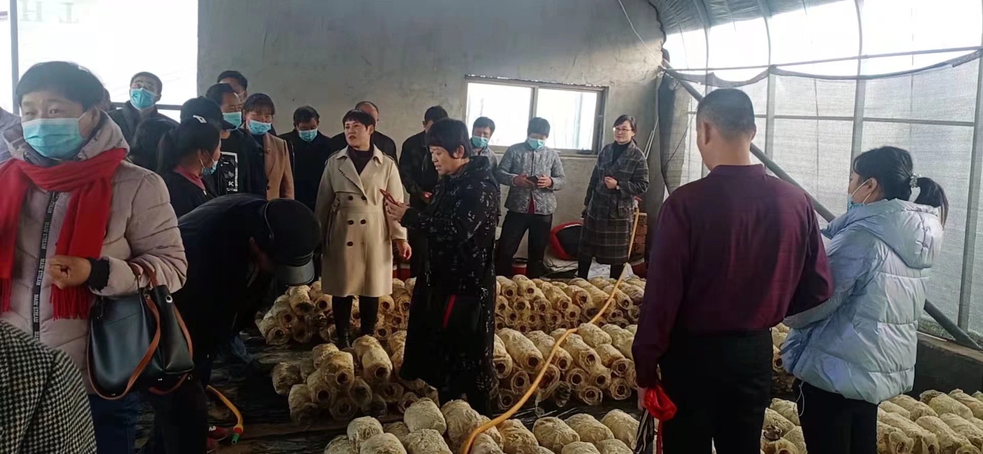 “鸿雁”高飞种养结合创丰收——记河东区鸿雁人才马利娟