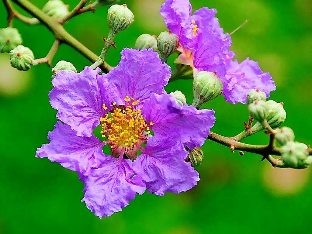 大花紫薇枝叶,紫薇大花的照片